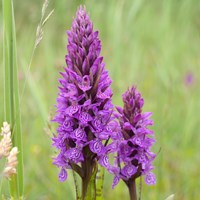 Dactylorhiza majalis 在RikenMon的自然指南