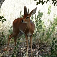 Raphicerus campestris su guida naturalistica di RikenMon