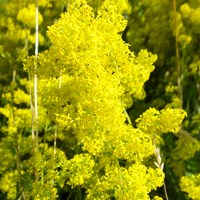 Galium verum En la Guía-Naturaleza de RikenMon