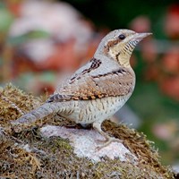 Jynx torquilla su guida naturalistica di RikenMon