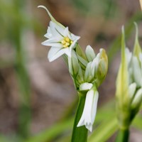 Allium triquetrum 在RikenMon的自然指南