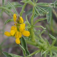 Lupinus luteus su guida naturalistica di RikenMon