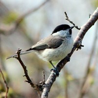 Poecile montanus su guida naturalistica di RikenMon