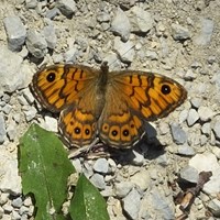 Lasiommata megera En la Guía-Naturaleza de RikenMon