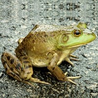 Lithobates catesbeianus Em Nature-Guide de RikenMon