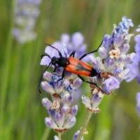 Stictoleptura cordigera 在RikenMon的自然指南