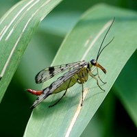 Panorpa communis su guida naturalistica di RikenMon