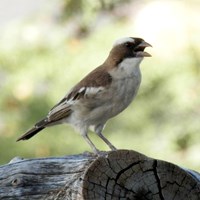 Plocepasser mahali En la Guía-Naturaleza de RikenMon