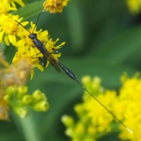 Spathius exarator op RikenMon's Natuurgids