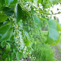 Prunus padus En la Guía-Naturaleza de RikenMon