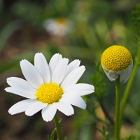 Anthemis arvensis En la Guía-Naturaleza de RikenMon