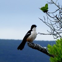 Laniarius ferrugineus Sur le Nature-Guide de RikenMon