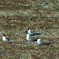 Stercorarius longicaudus Sur le Nature-Guide de RikenMon