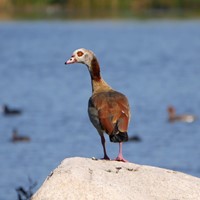 Alopochen aegyptiaca su guida naturalistica di RikenMon