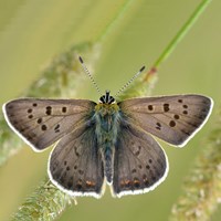 Lycaena tityrus En la Guía-Naturaleza de RikenMon