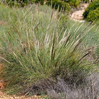 Stipa tenacissima 在RikenMon的自然指南