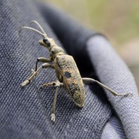 Rhagium inquisitor su guida naturalistica di RikenMon