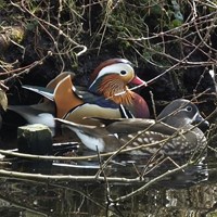 Aix galericulata op RikenMon's Natuurgids