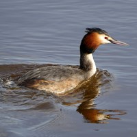 Podiceps cristatus op RikenMon's Natuurgids