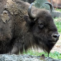 Bison bonasus op RikenMon's Natuurgids