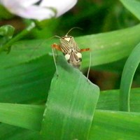 Rhabdomiris striatellus su guida naturalistica di RikenMon