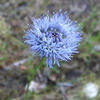 Jasione montana su guida naturalistica di RikenMon