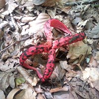 Clathrus archeri  su guida naturalistica di RikenMon