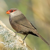 Estrilda astrild Auf RikenMons Nature-Guide