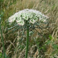 Daucus carota on RikenMon's Nature-Guide