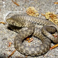 Natrix tessellata