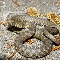 Natrix tessellata En la Guía-Naturaleza de RikenMon