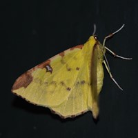 Opisthograptis luteolata op RikenMon's Natuurgids