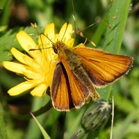 Thymelicus lineola op RikenMon's Natuurgids