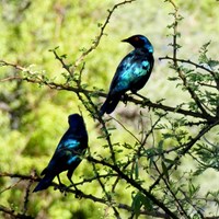 Lamprotornis nitens Auf RikenMons Nature-Guide