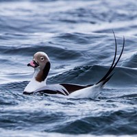 Clangula hyemalis En la Guía-Naturaleza de RikenMon