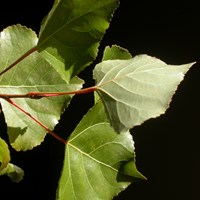 Populus nigra Sur le Nature-Guide de RikenMon