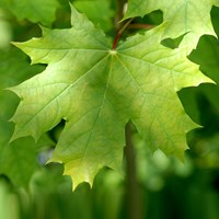 Acer platanoides op RikenMon's Natuurgids