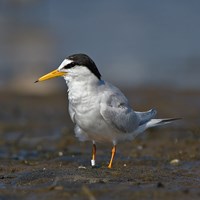 Sternula albifrons En la Guía-Naturaleza de RikenMon