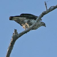 Aquila fasciata En la Guía-Naturaleza de RikenMon