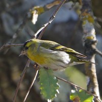 Carduelis spinus op RikenMon's Natuurgids