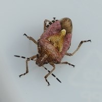 Dolycoris baccarum op RikenMon's Natuurgids