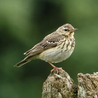 Anthus trivialis Em Nature-Guide de RikenMon