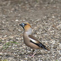 Coccothraustes coccothraustes En la Guía-Naturaleza de RikenMon