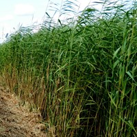 Phragmites australis En la Guía-Naturaleza de RikenMon