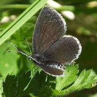 Cupido minimus Sur le Nature-Guide de RikenMon