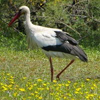 Ciconia ciconia Auf RikenMons Nature-Guide