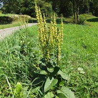 Verbascum nigrum su guida naturalistica di RikenMon