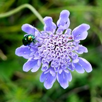 Knautia arvensis  En la Guía-Naturaleza de RikenMon