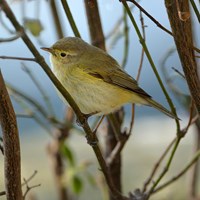 Phylloscopus collybita Sur le Nature-Guide de RikenMon