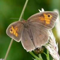 Maniola jurtina Sur le Nature-Guide de RikenMon